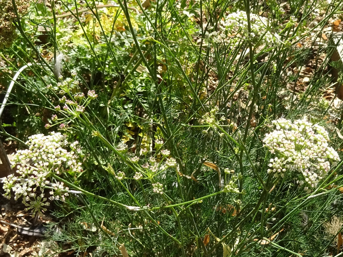 Seseli montanum subsp. montanum (Apiaceae)